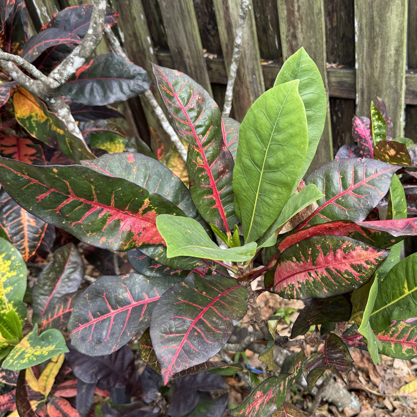 Croton "Bob Pope"