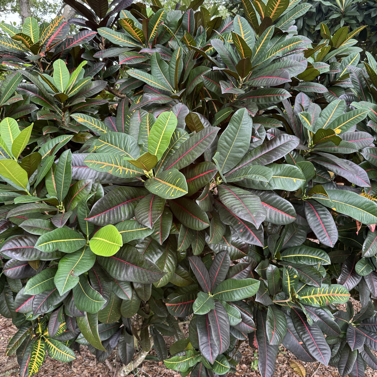 Croton "Buddy"