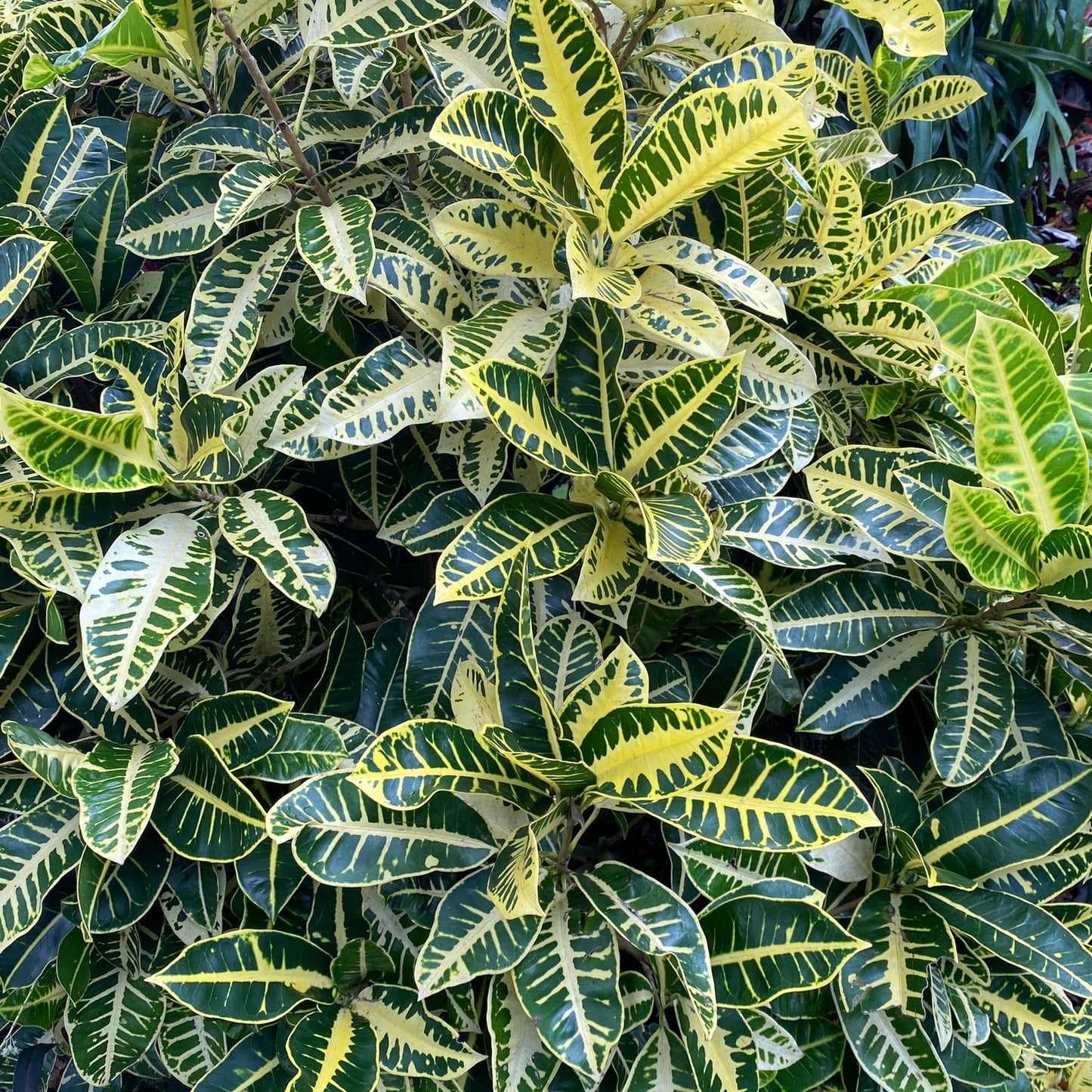 Croton "Butterball"