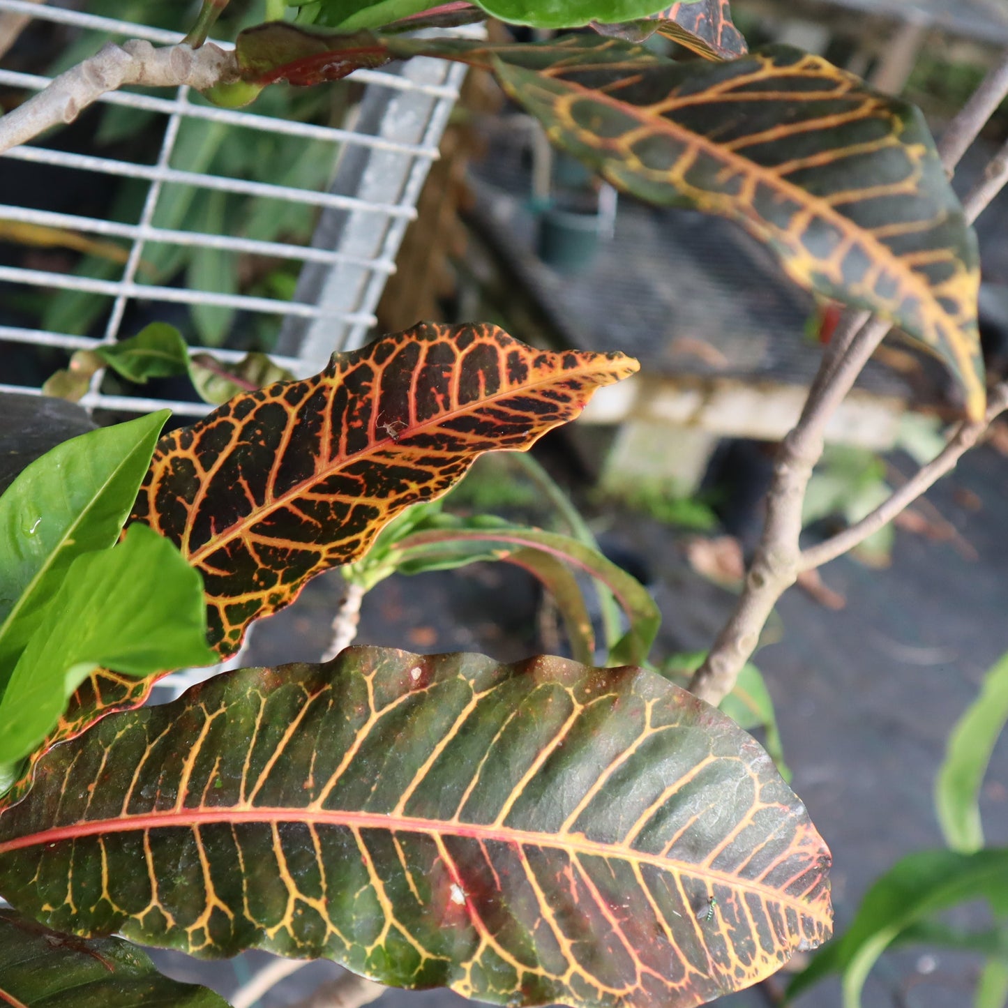 Croton "Carow"