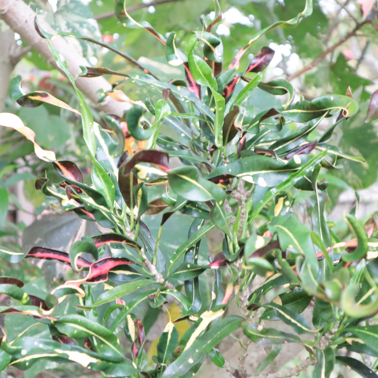 Croton "Catherine Gephart"