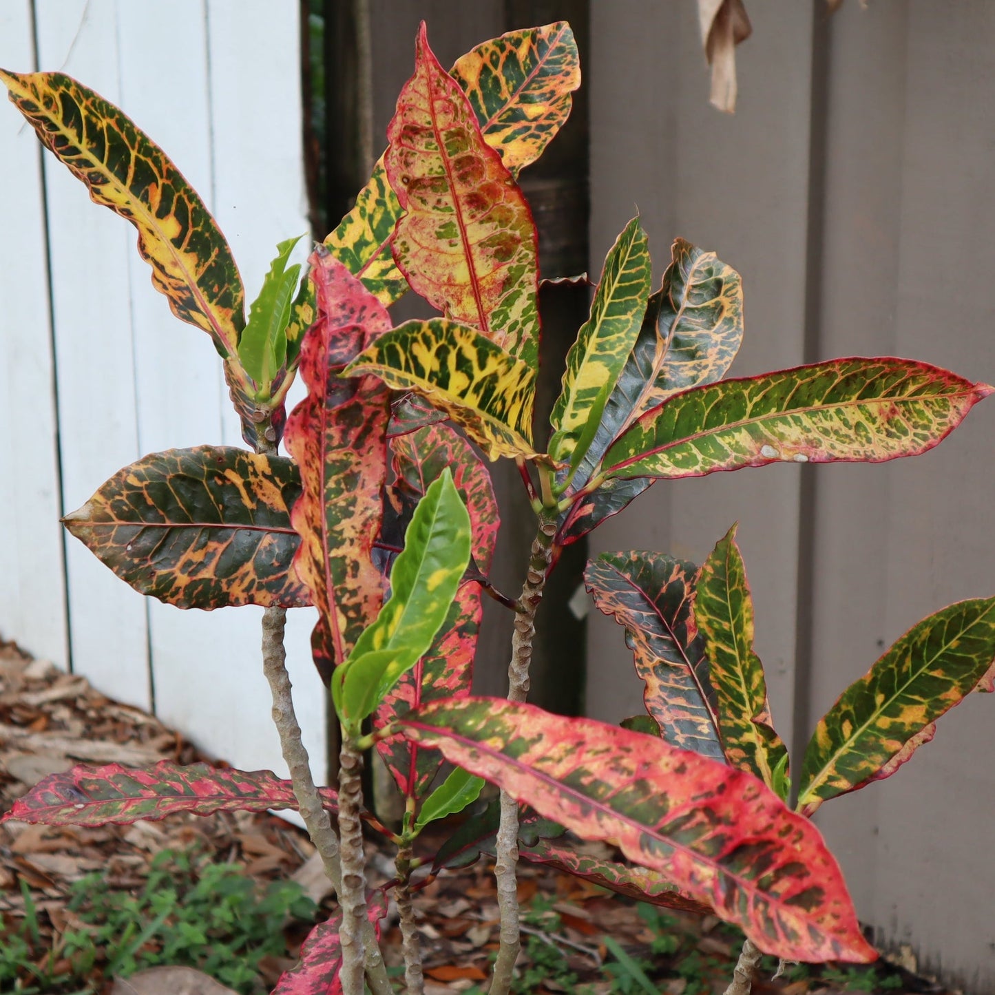 Croton "Charmer"