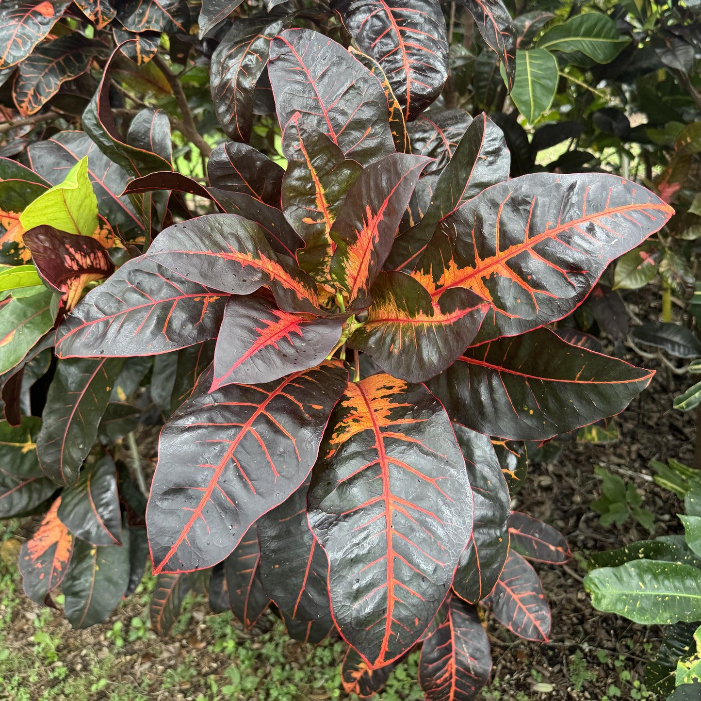 Croton "Colombiana"