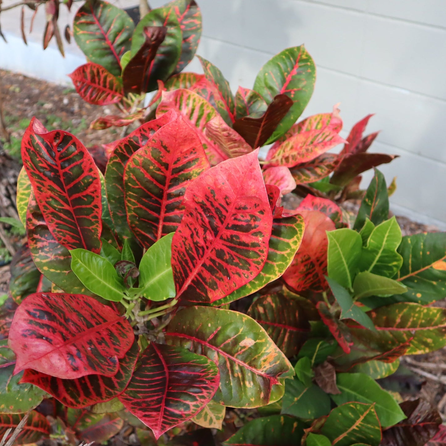 Croton "David Button the Artist"