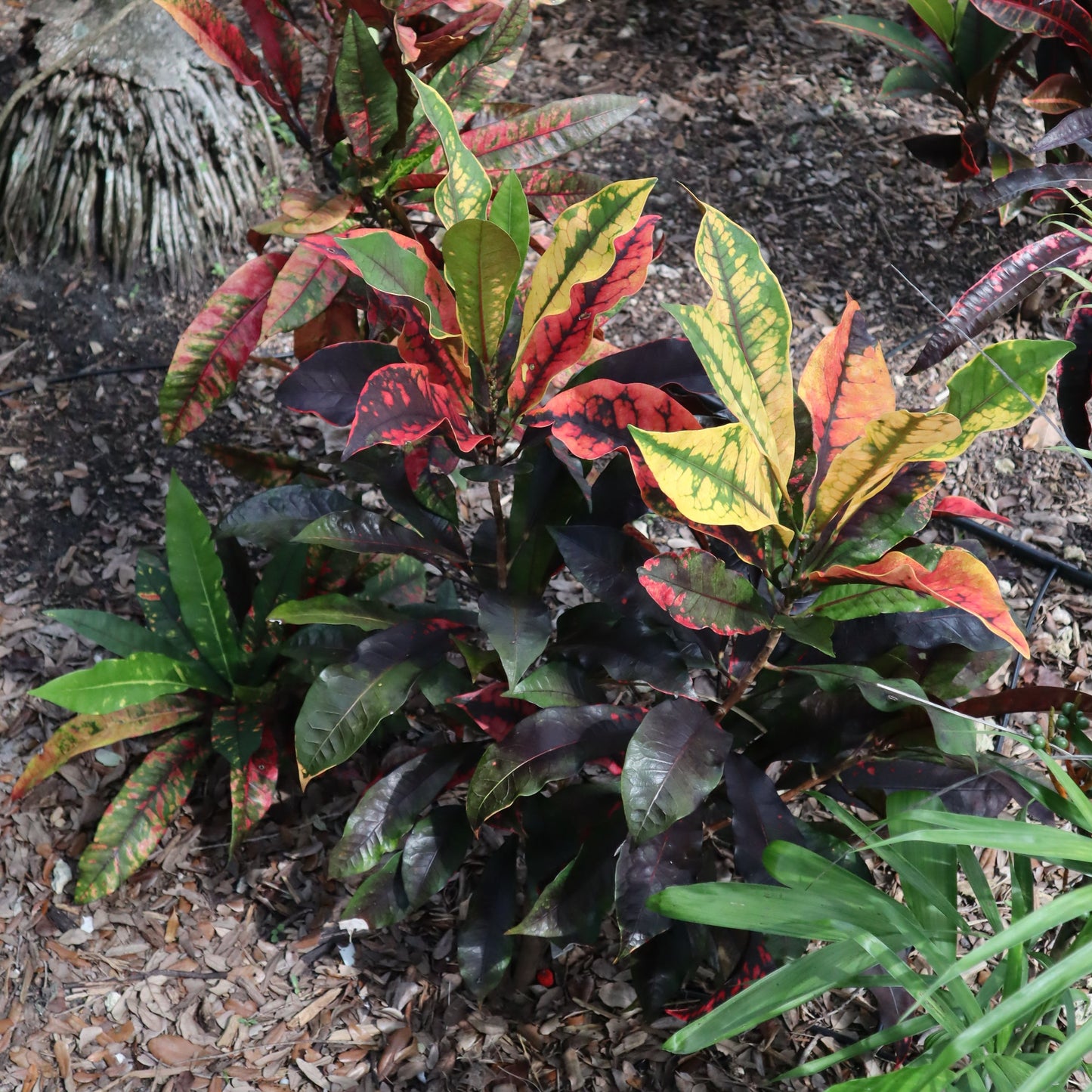 Croton "Flamingo"
