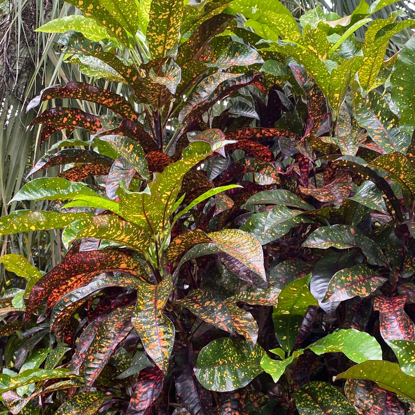 Croton "Freckles"