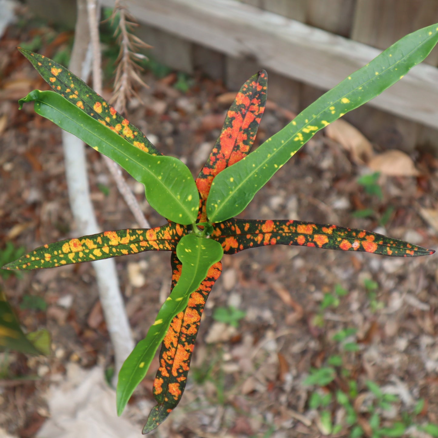 Croton "Joanna Coppenger"