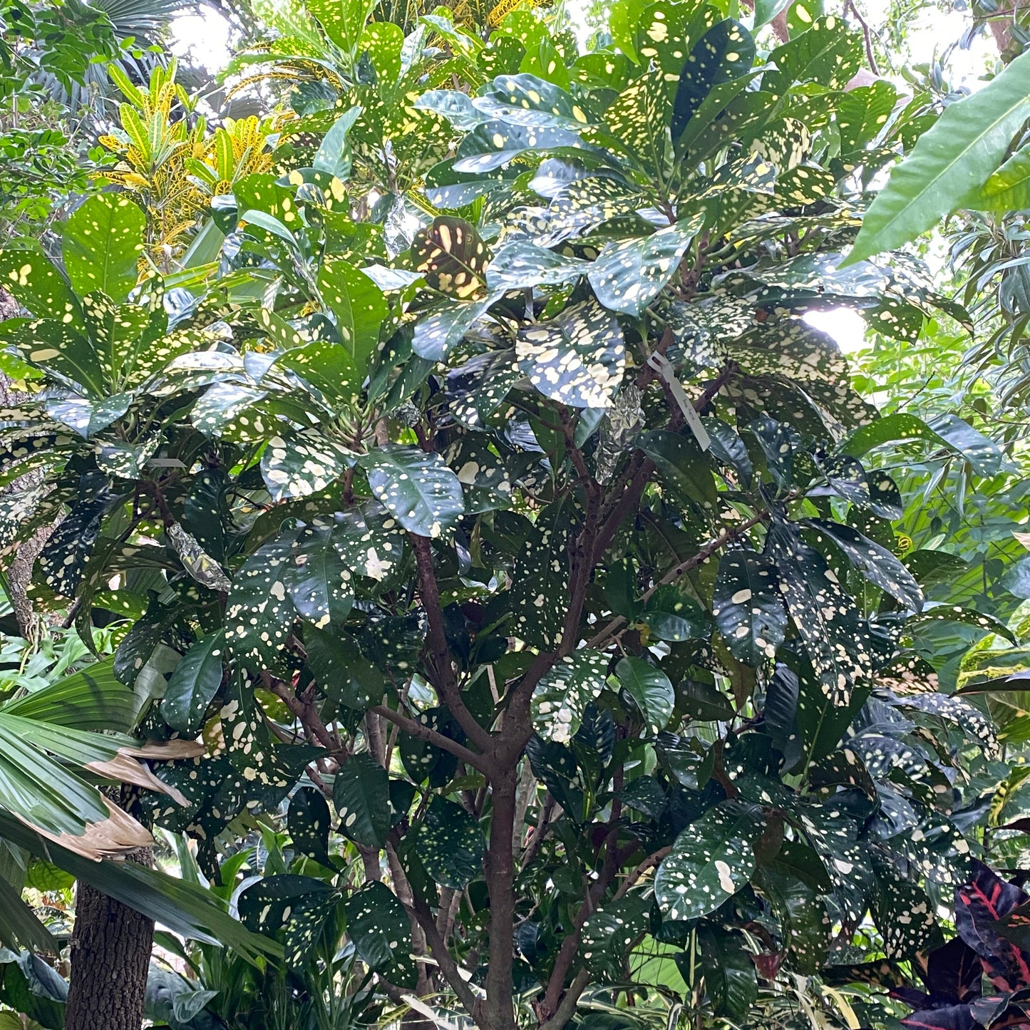 Croton "Milky Way"