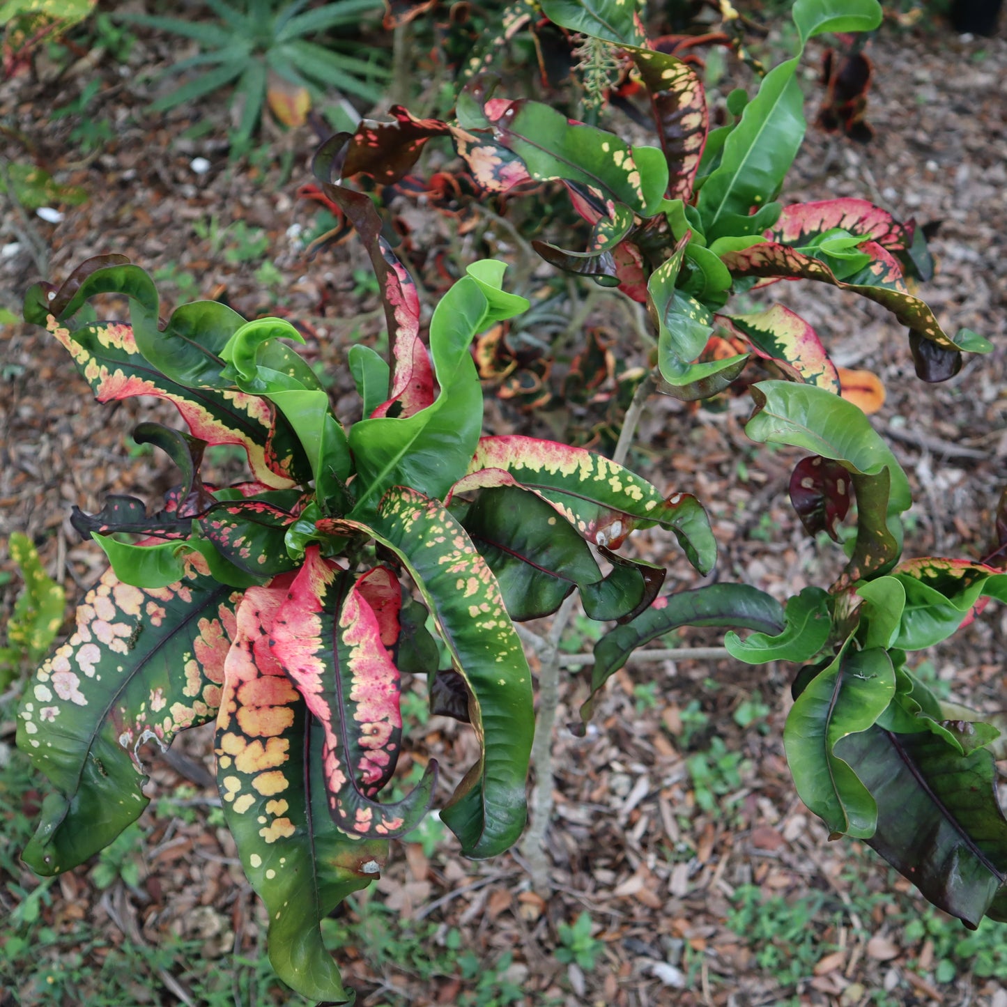 Croton "Pink Lei"