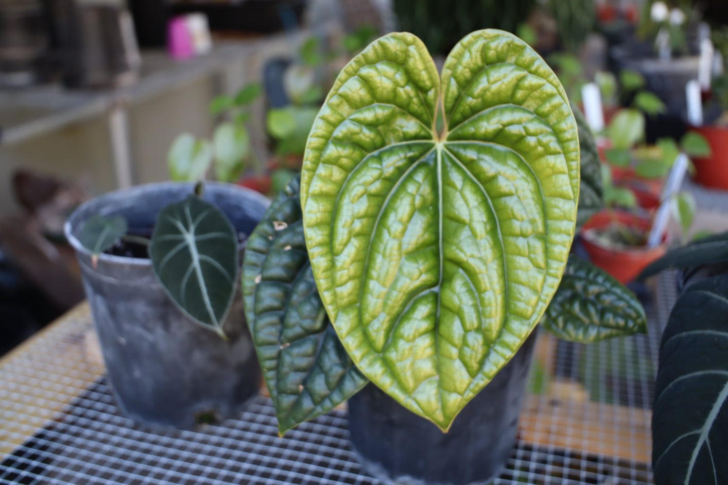 Anthuriums