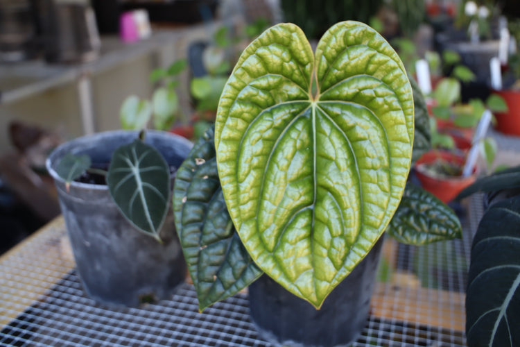 Anthuriums