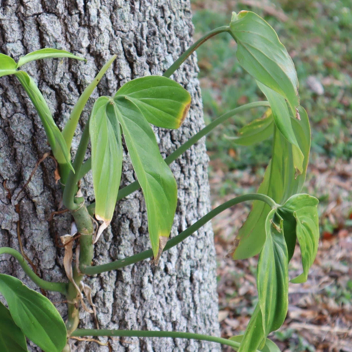 Philodendrons