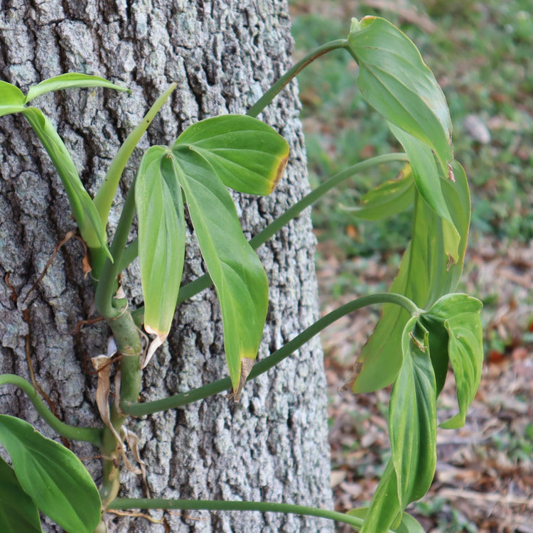 Philodendrons