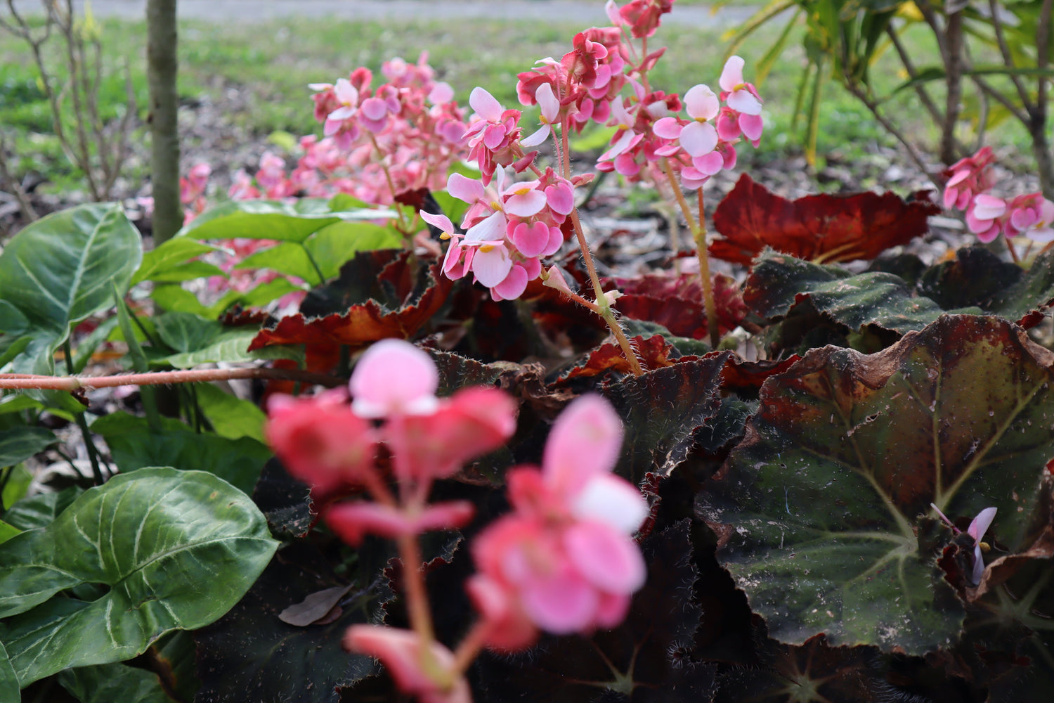 Pink floral begonia