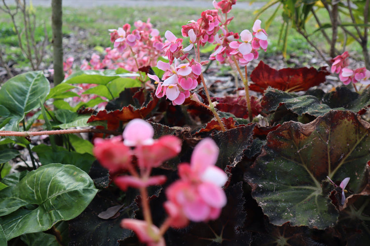 Pink floral begonia