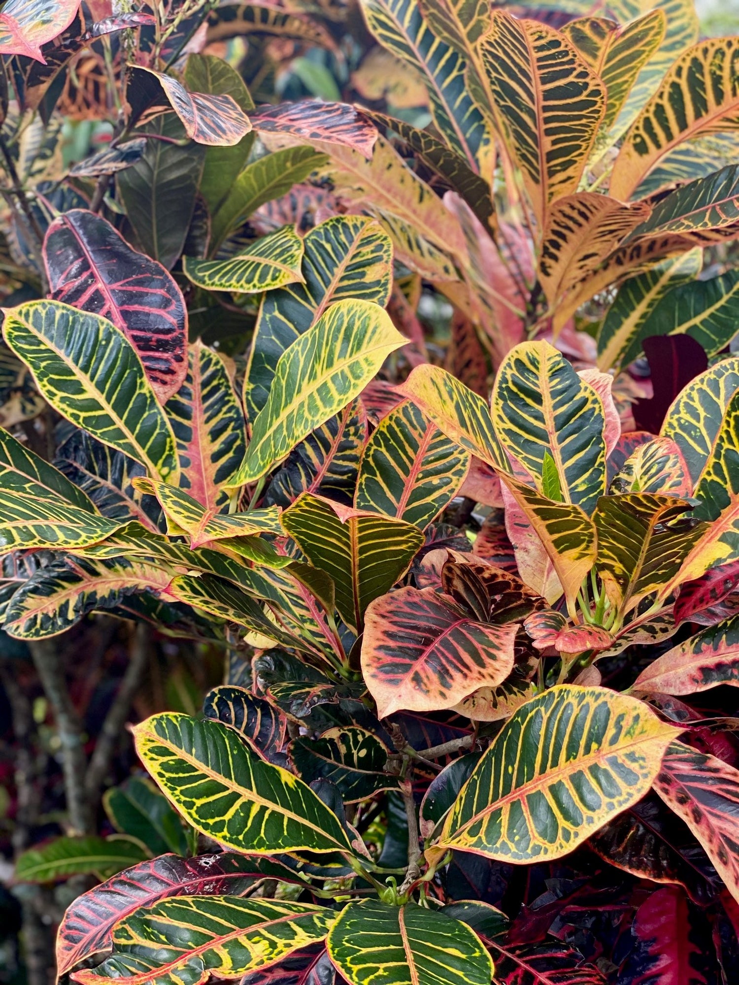 Crotons