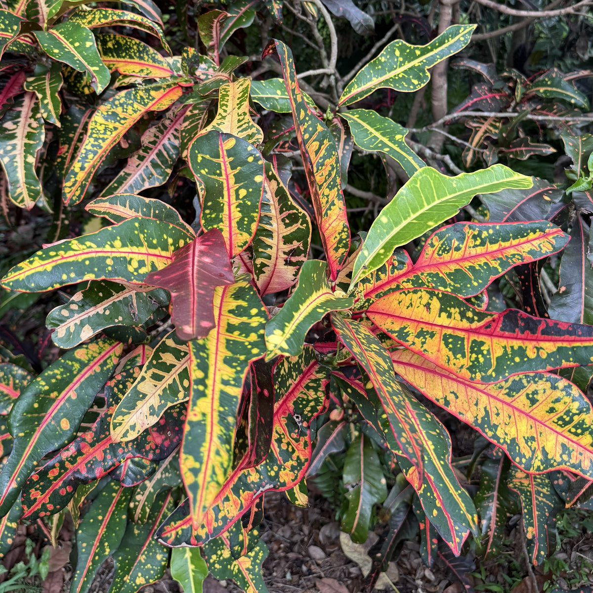 Croton  "Bach"