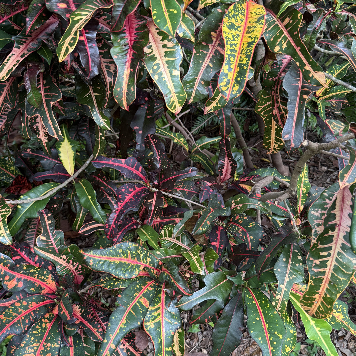 Croton  "Bach"