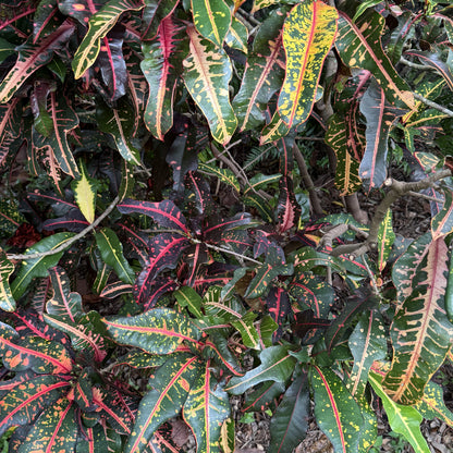 Croton  "Bach"