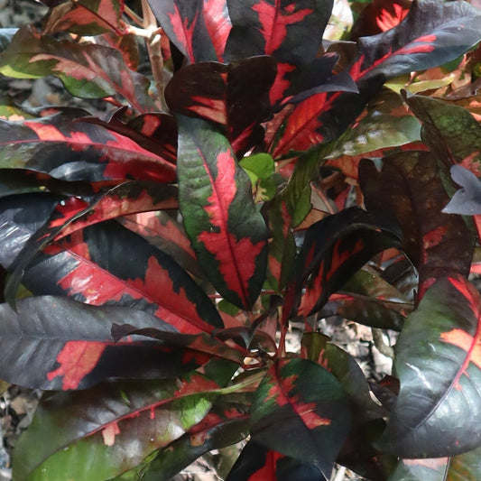 Croton "Baron Le Compte"