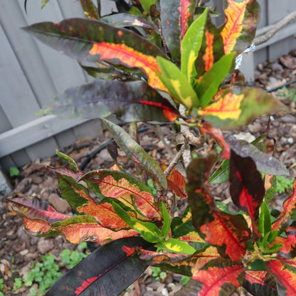 Croton "Compte de Castelline