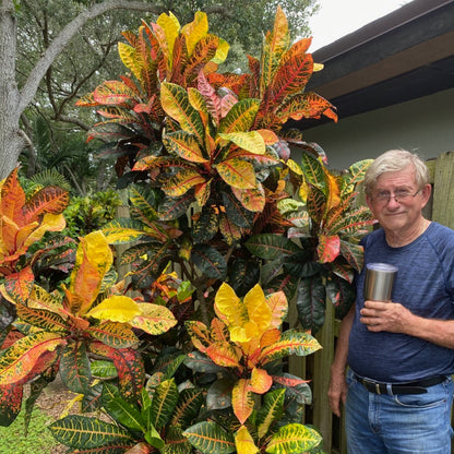 Croton "Bob Pope"