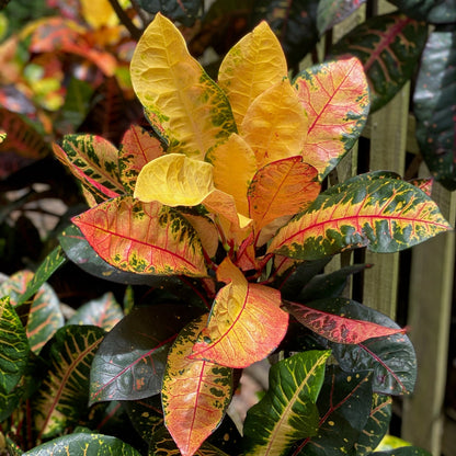 Croton "Bob Pope"