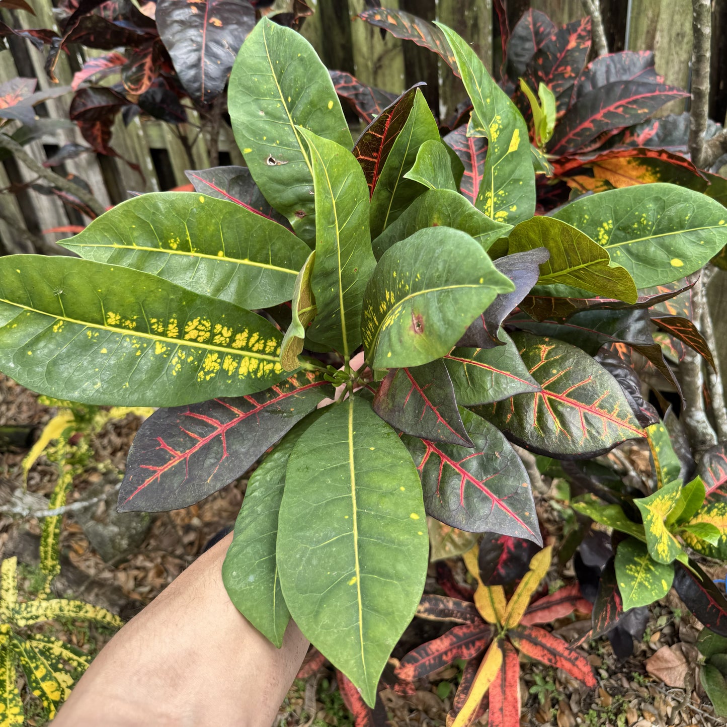 Croton "Bob Pope"