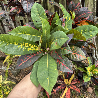 Croton "Bob Pope"