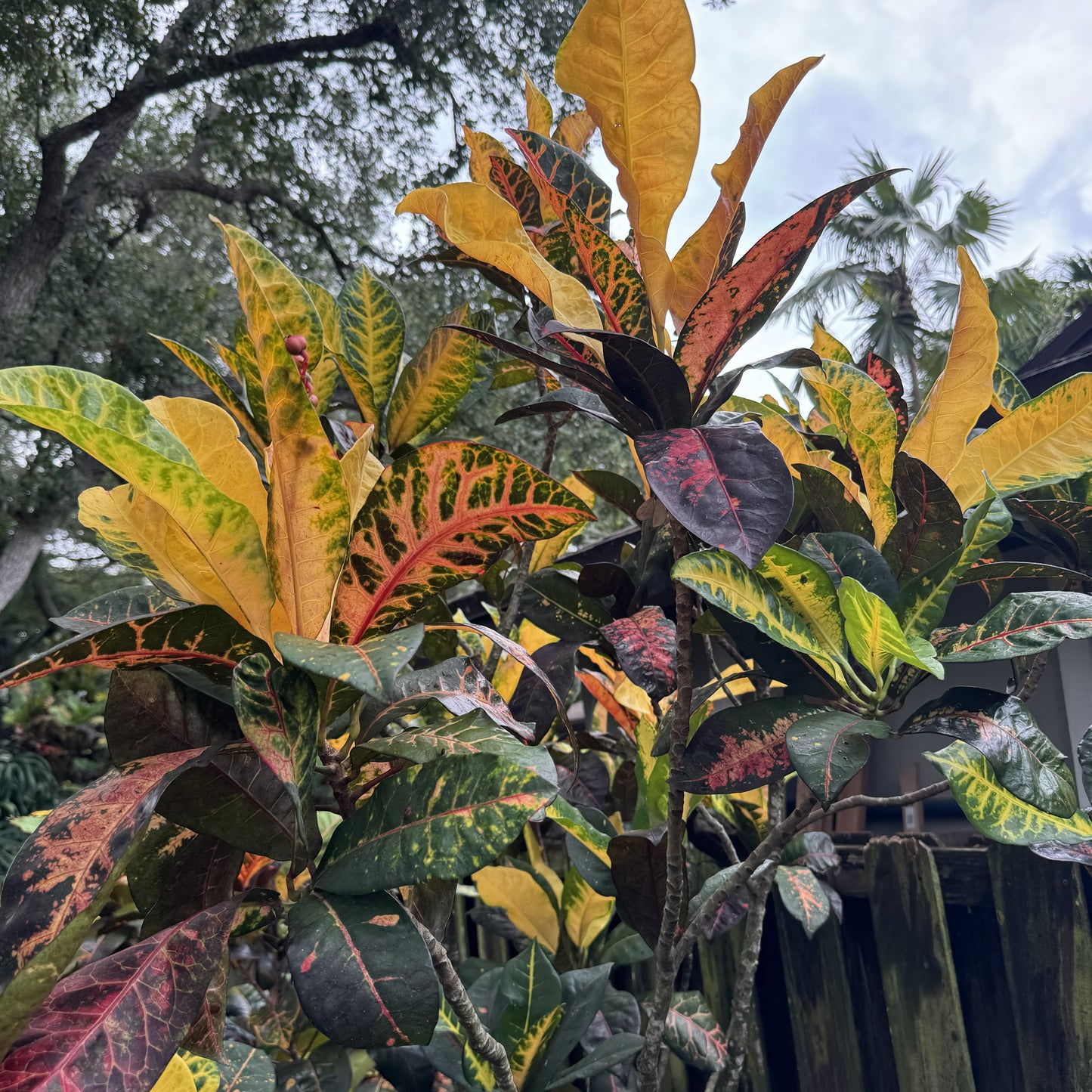 Croton "Bob Pope"
