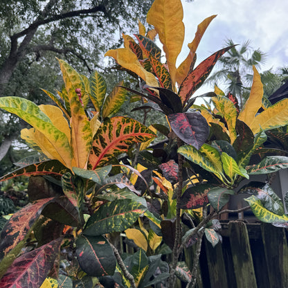 Croton "Bob Pope"