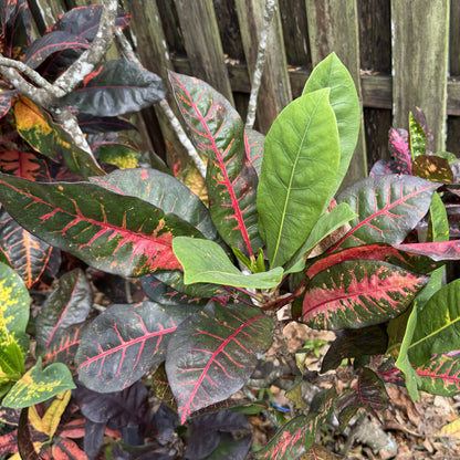 Croton "Bob Pope"