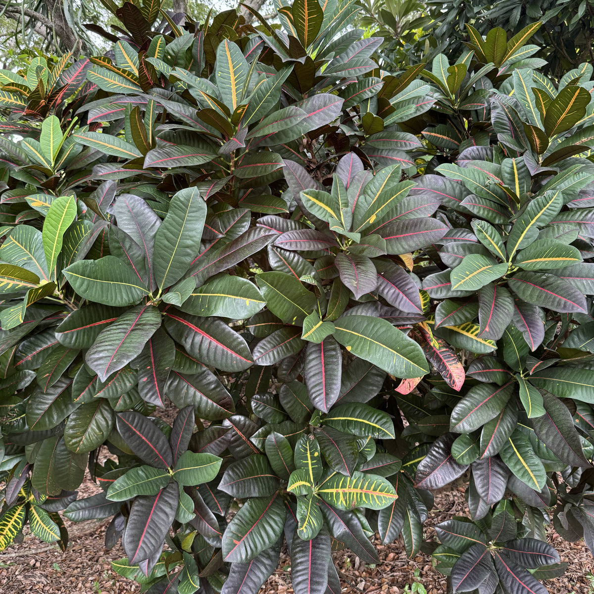 Croton  "Buddy"