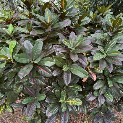 Croton  "Buddy"