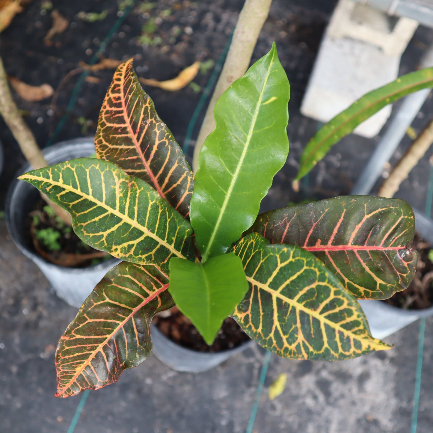 Croton "Carow"