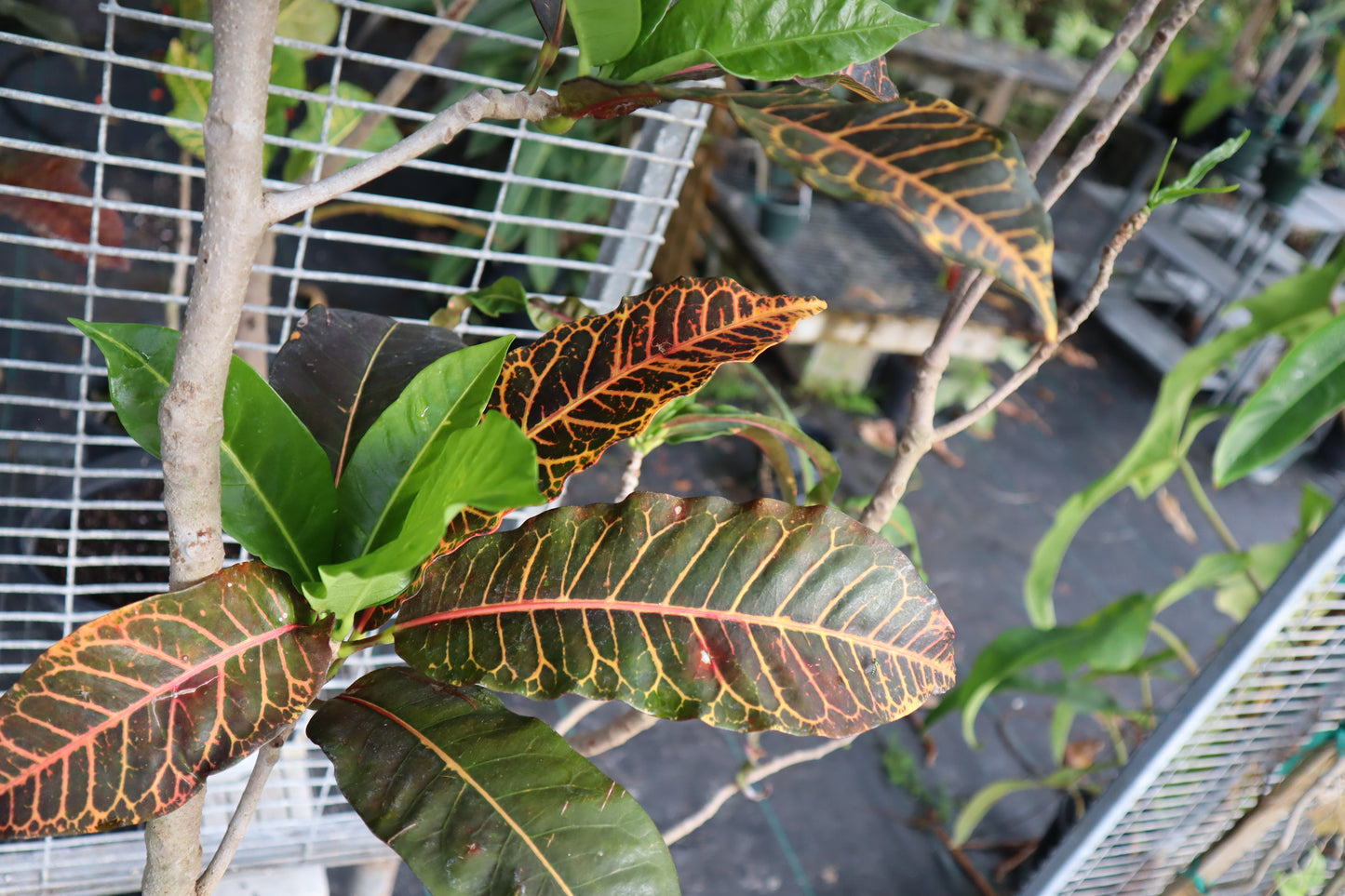 Croton "Carow"