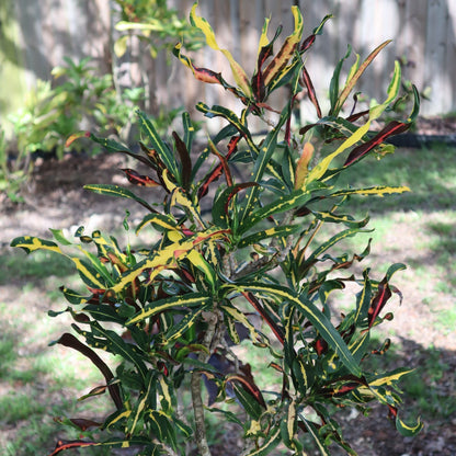 Croton "Catherine Gephart"