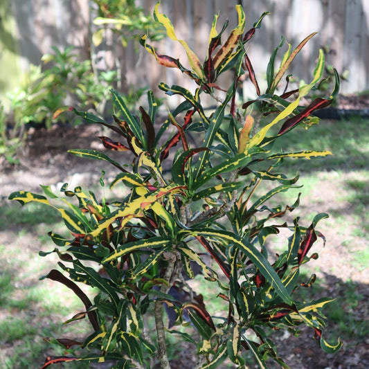 Croton "Catherine Gephart"