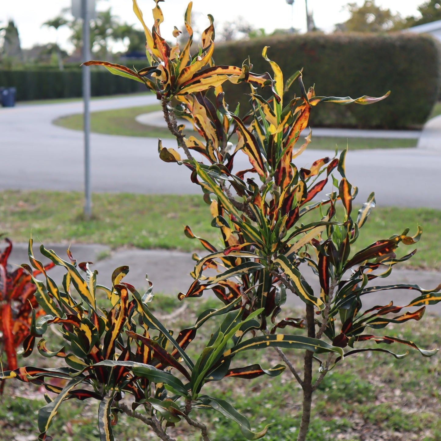 Croton "Catherine Gephart"