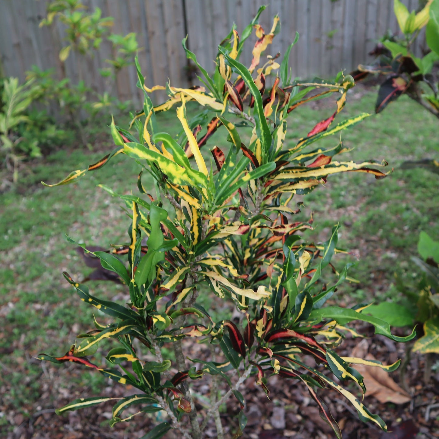 Croton "Catherine Gephart"