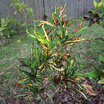 Croton "Catherine Gephart"
