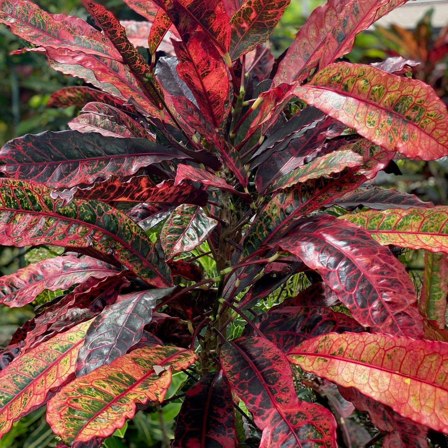 Croton "Charmer"