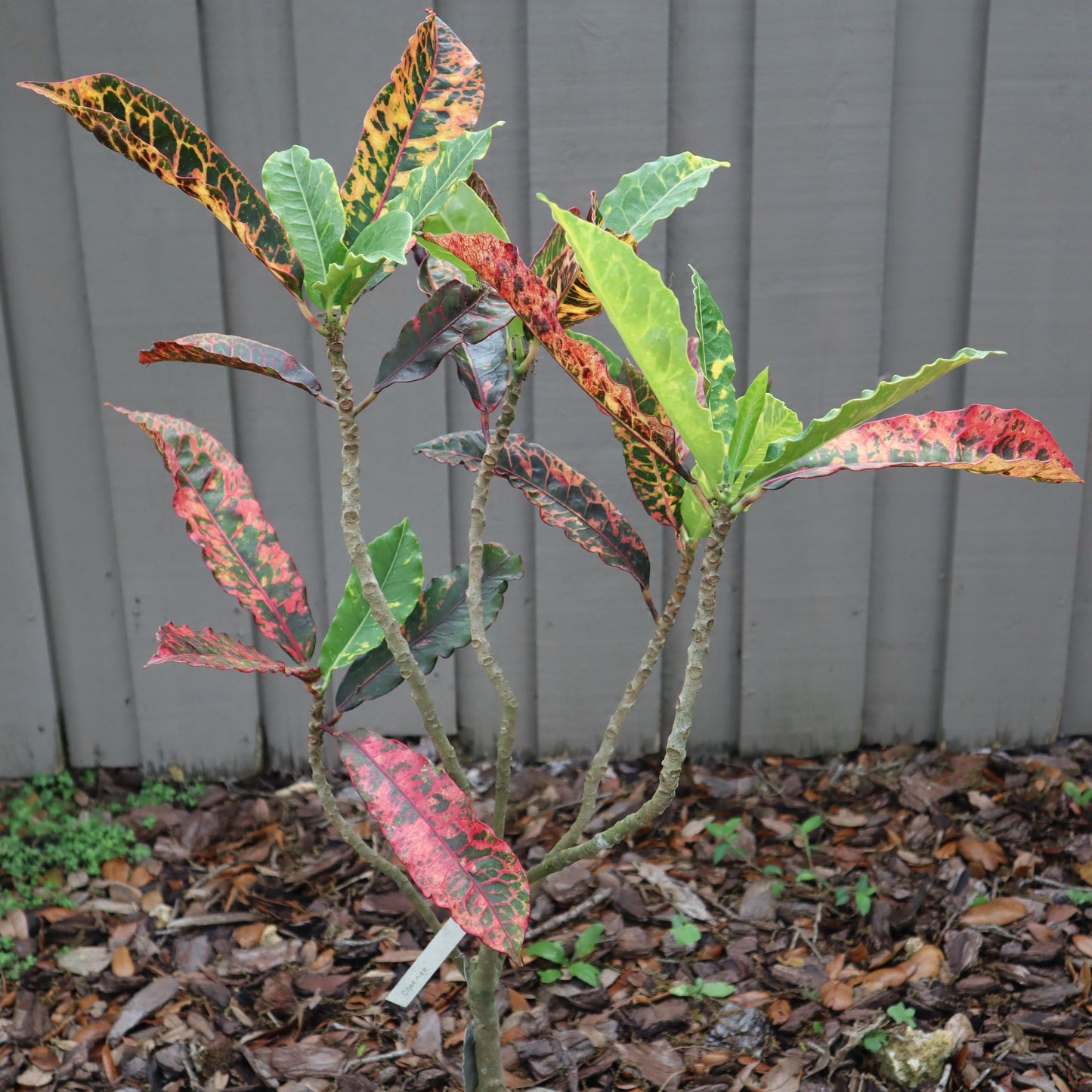 Croton "Charmer"