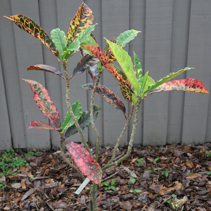 Croton "Charmer"