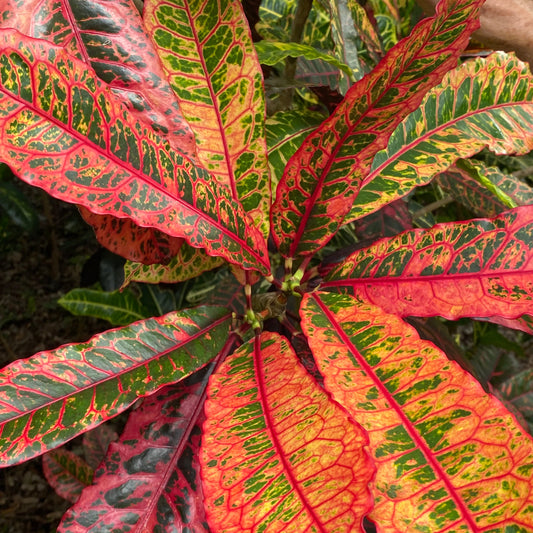 Croton "Charmer"