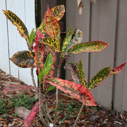 Croton "Charmer"