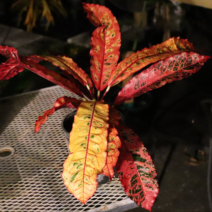 Croton "Charmer"