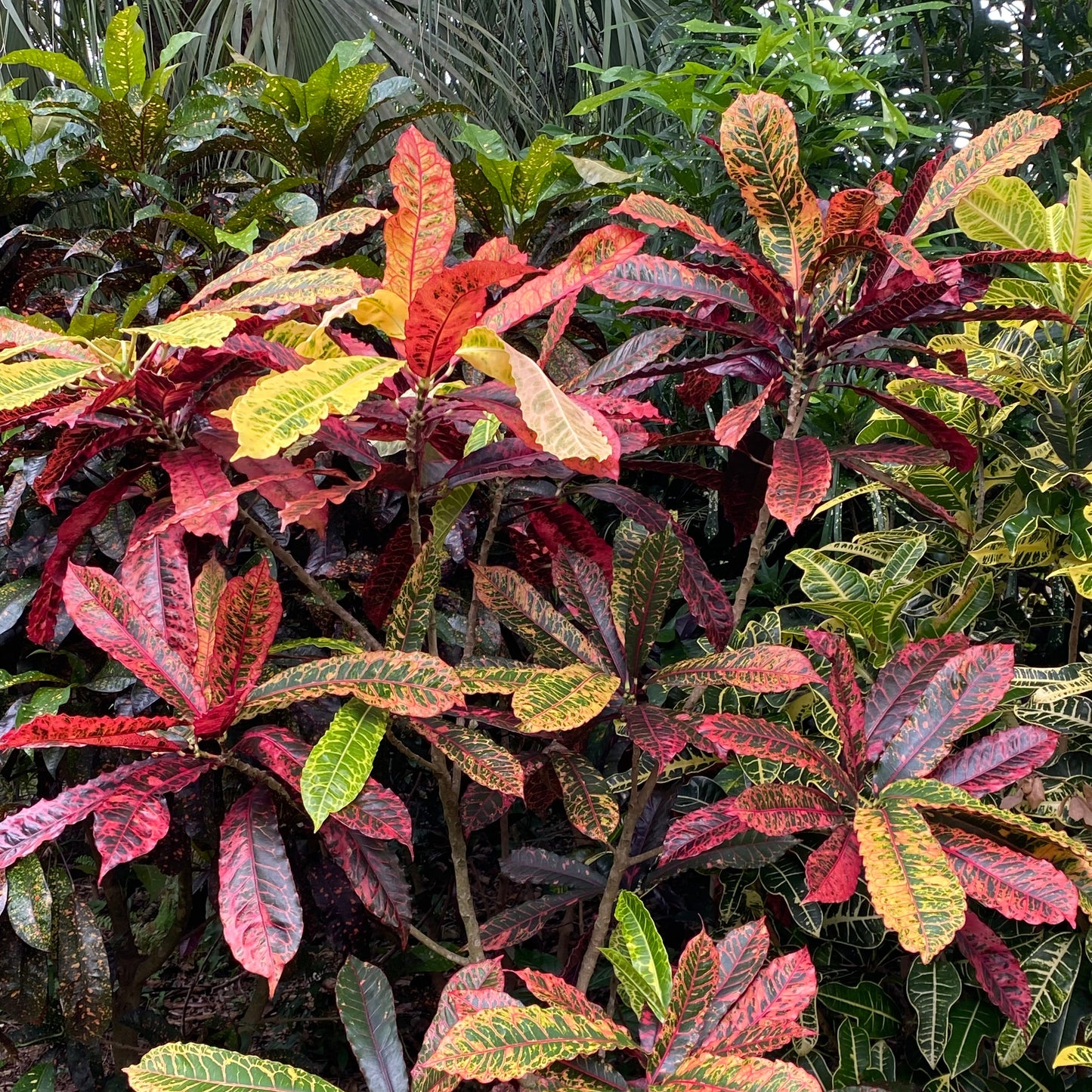Croton "Charmer"