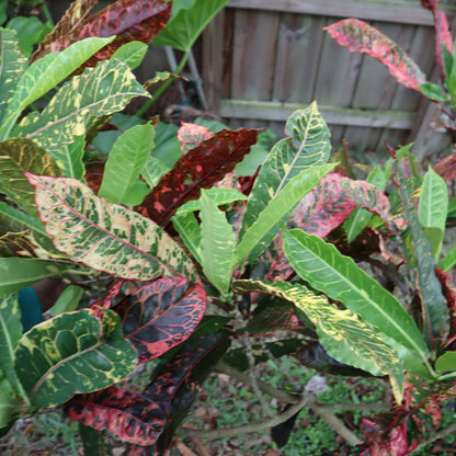 Croton "Charmer"