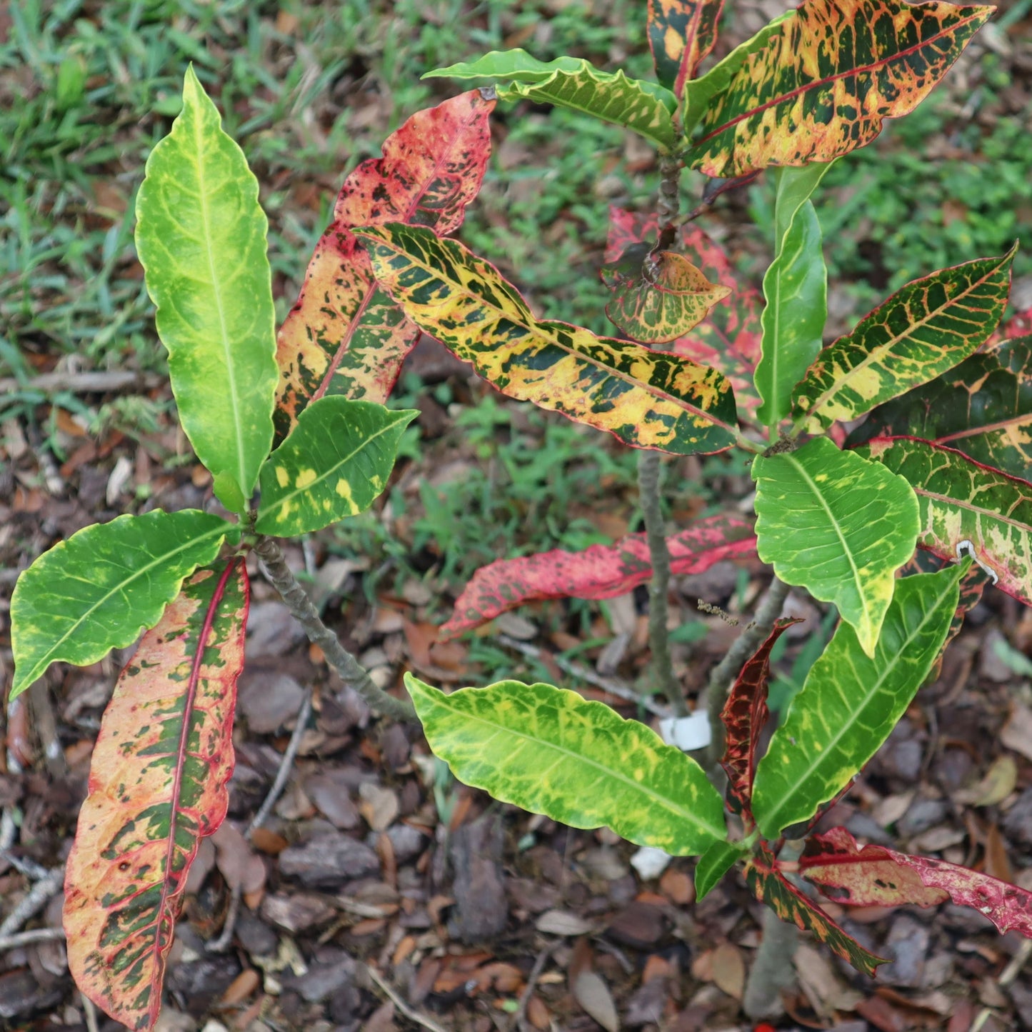 Croton "Charmer"
